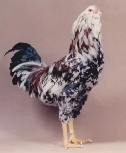 Silver Spangled Orloff 