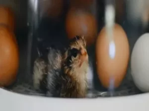 best cabinet incubator