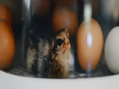 best cabinet incubator