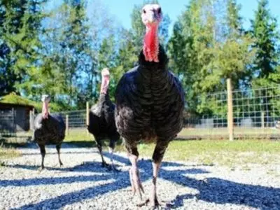 Up close photo of a turkey