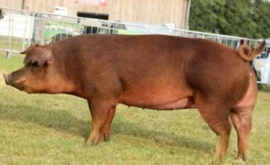 The Duroc Pigs