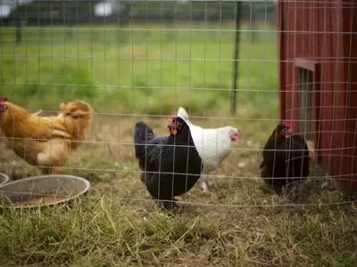 chickens in a pen