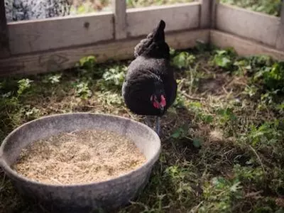 can chickens eat bananas