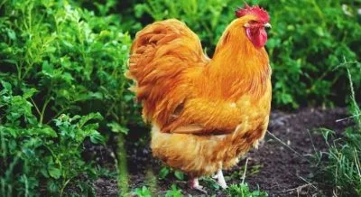 Top 10 Beautiful Yellow Chicken Breeds