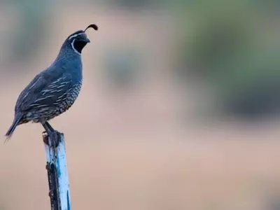 Perched Gambel's Quail