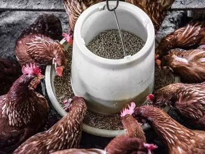 chickens eating out of a chicken feeder