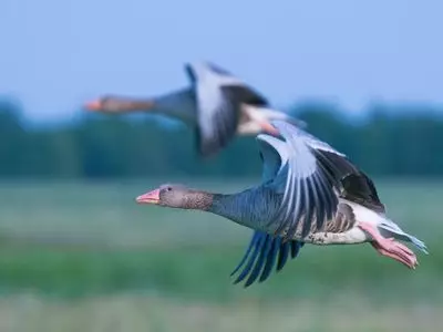geese flying