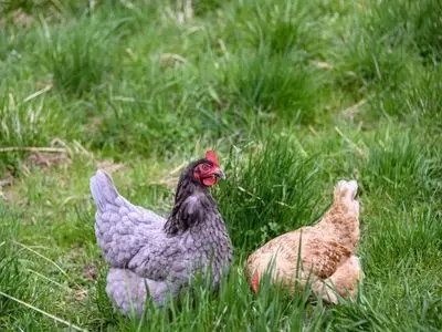 chickens in grass