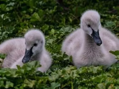 Two grey goslings in greenery