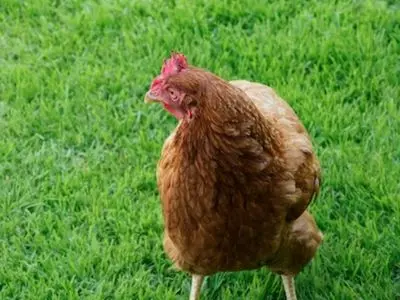 can chickens eat grapes