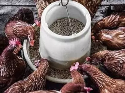 Chickens eating out of a feeder