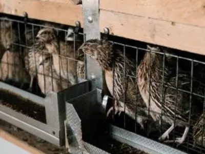 Caged quails