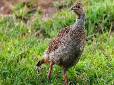 what is a group of quail called