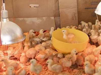 baby chicks in a group
