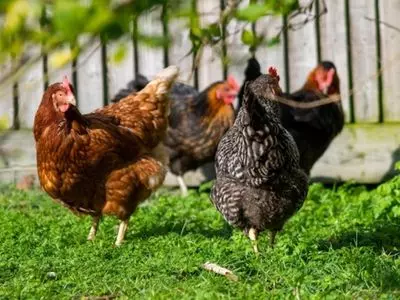 chickens walking in grass