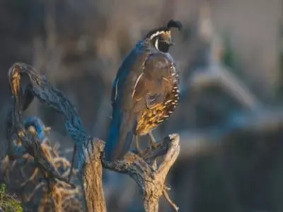 when do quails start laying eggs