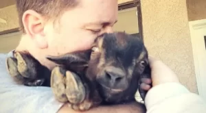 when is it too late to band a goat