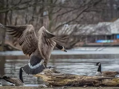 Group of geese by the water