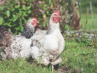 chickens tend to sleep in groups