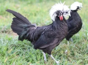 White Crested Black Polish