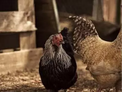 why do chickens lay unfertilized eggs