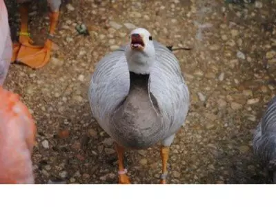 Why do ducks quack so much?