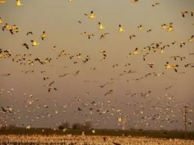 Large group of geese in the sky