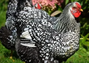 Wyandotte black and white chicken breeds